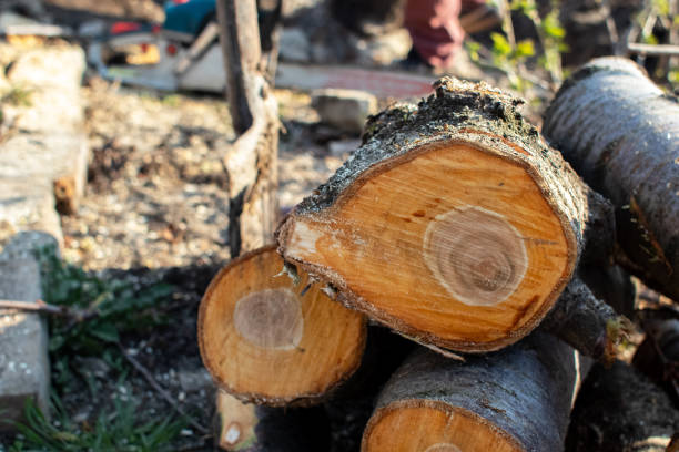 How Our Tree Care Process Works  in  Spanish Fork, UT