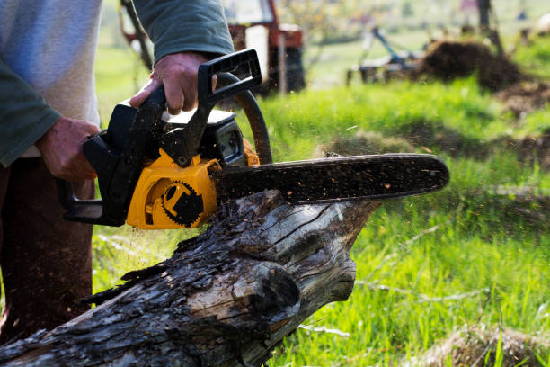 Trusted Spanish Fork, UT Tree Services Experts